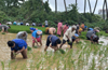 St Antony Church, Kulur holds paddy transplantation drive to promote ecology and tradition